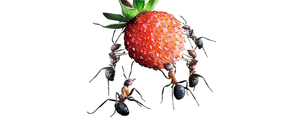 Varlık Yönetim Şirketleri