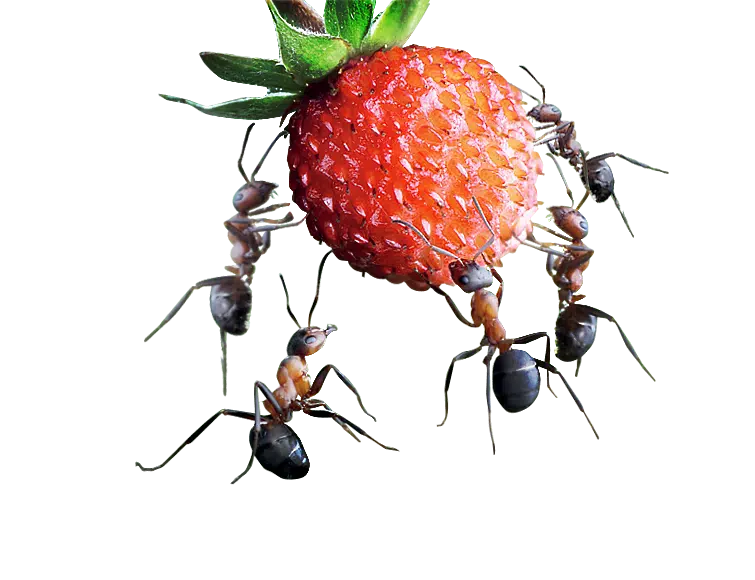 Birlikten Kuvvet Doğar